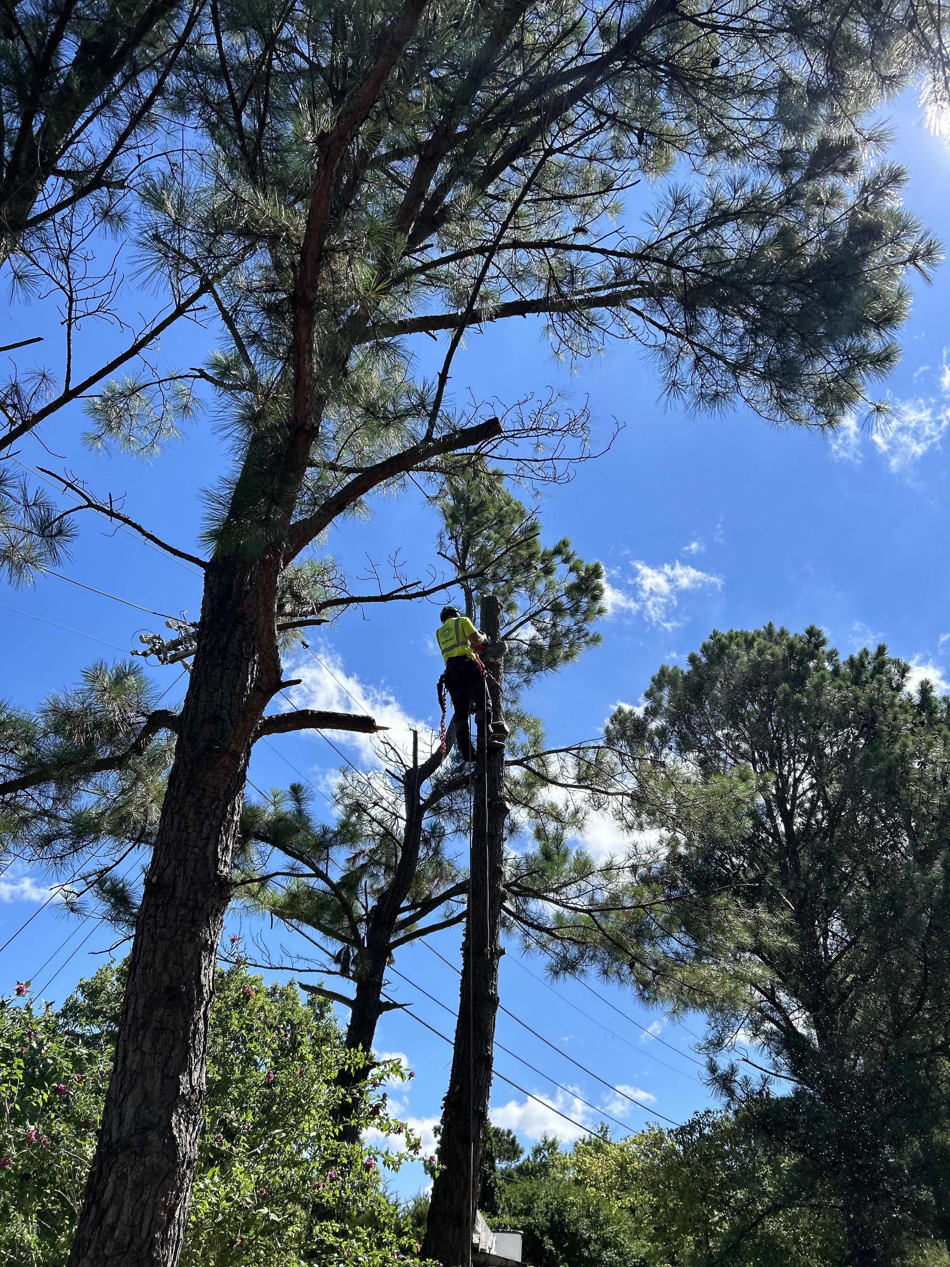 Pine Tree Removals in Oxford, MD